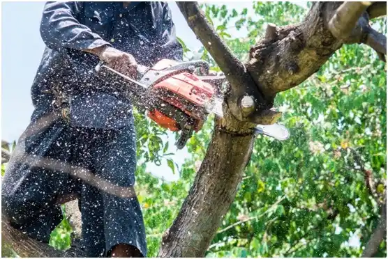 tree services Mount Juliet